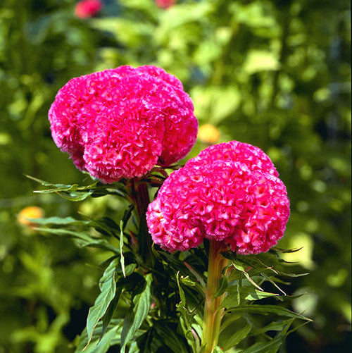 Celosia Cristata plant