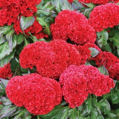 Celosia Cristata plant