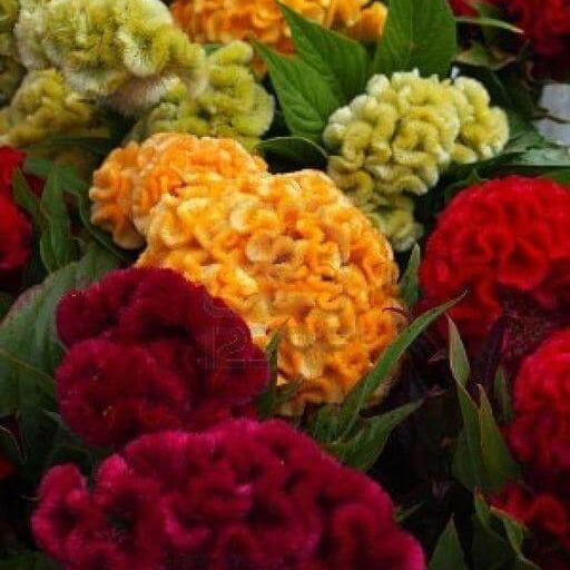 Bloom Season Celosia plant
