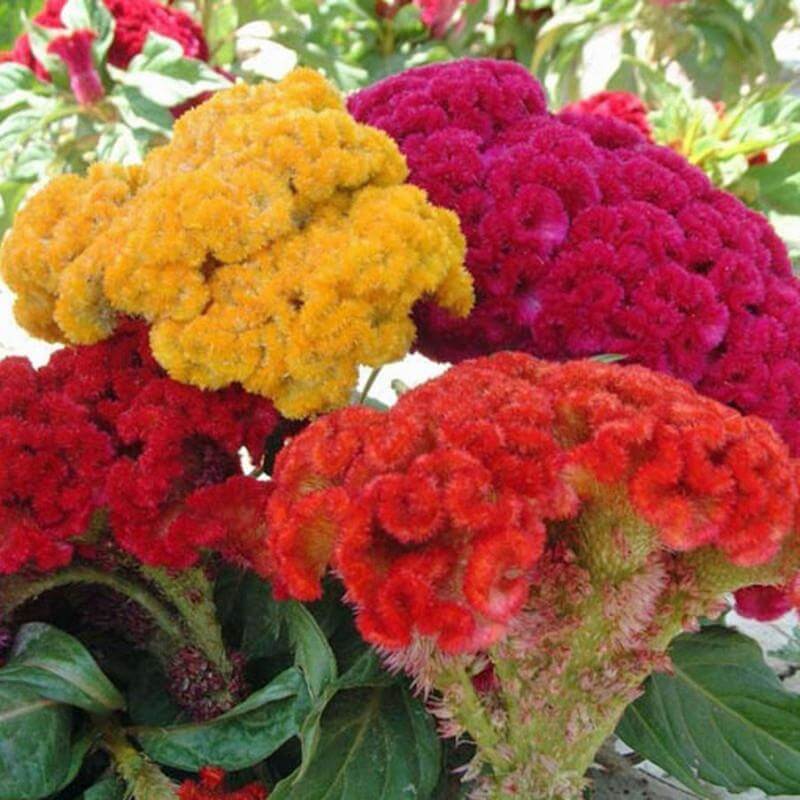 Bloom Season Celosia plant