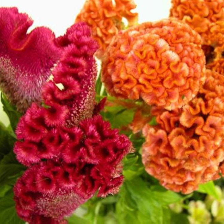 Bloom Season Celosia plant