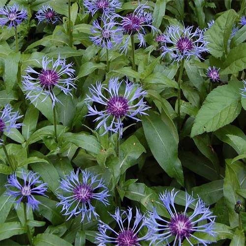 Centaurea Montana plant
