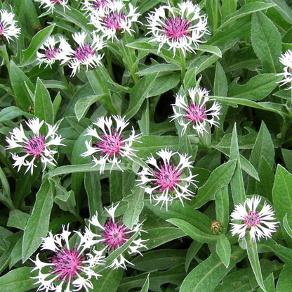 Centaurea Montana plant