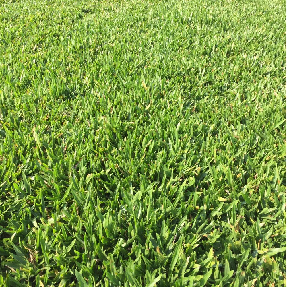 Centipede Grass seeds for planting and warm-season lawn