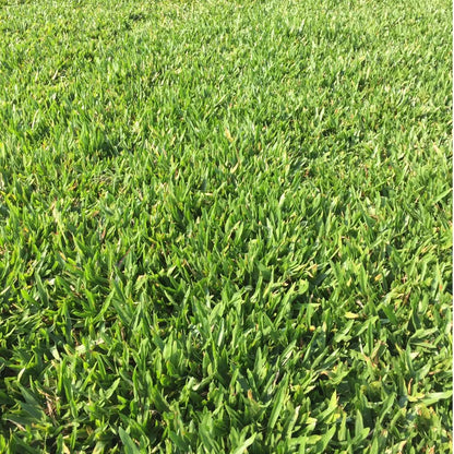 Centipede Grass seeds for planting and warm-season lawn