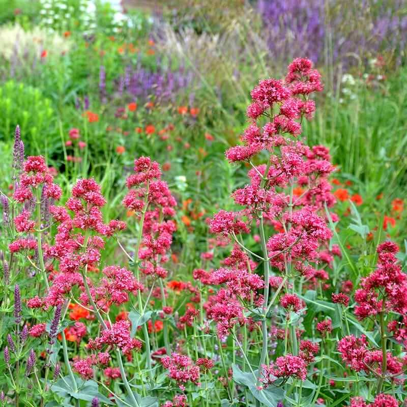 Centranthus Ruber plant