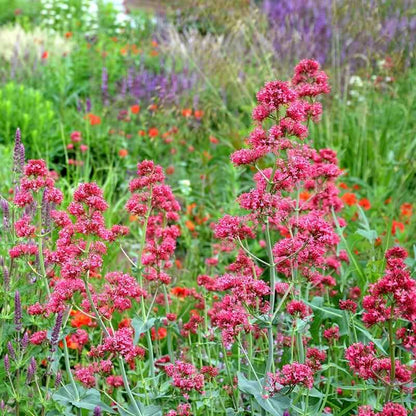 Centranthus Ruber plant