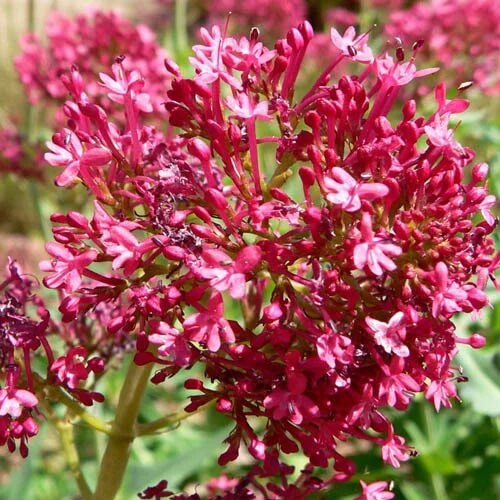 Centranthus Ruber plant