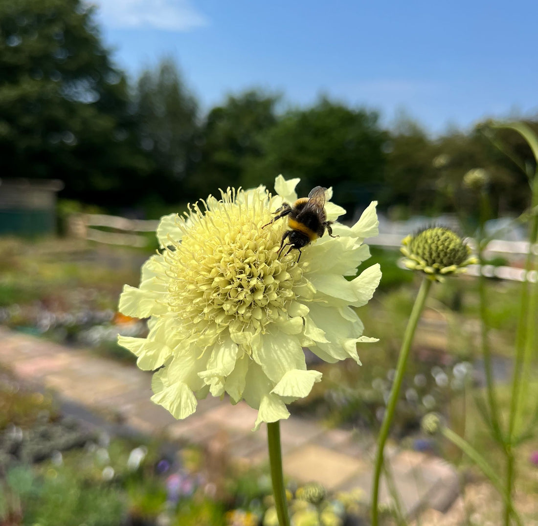 Cephalaria Gigantea flower seeds