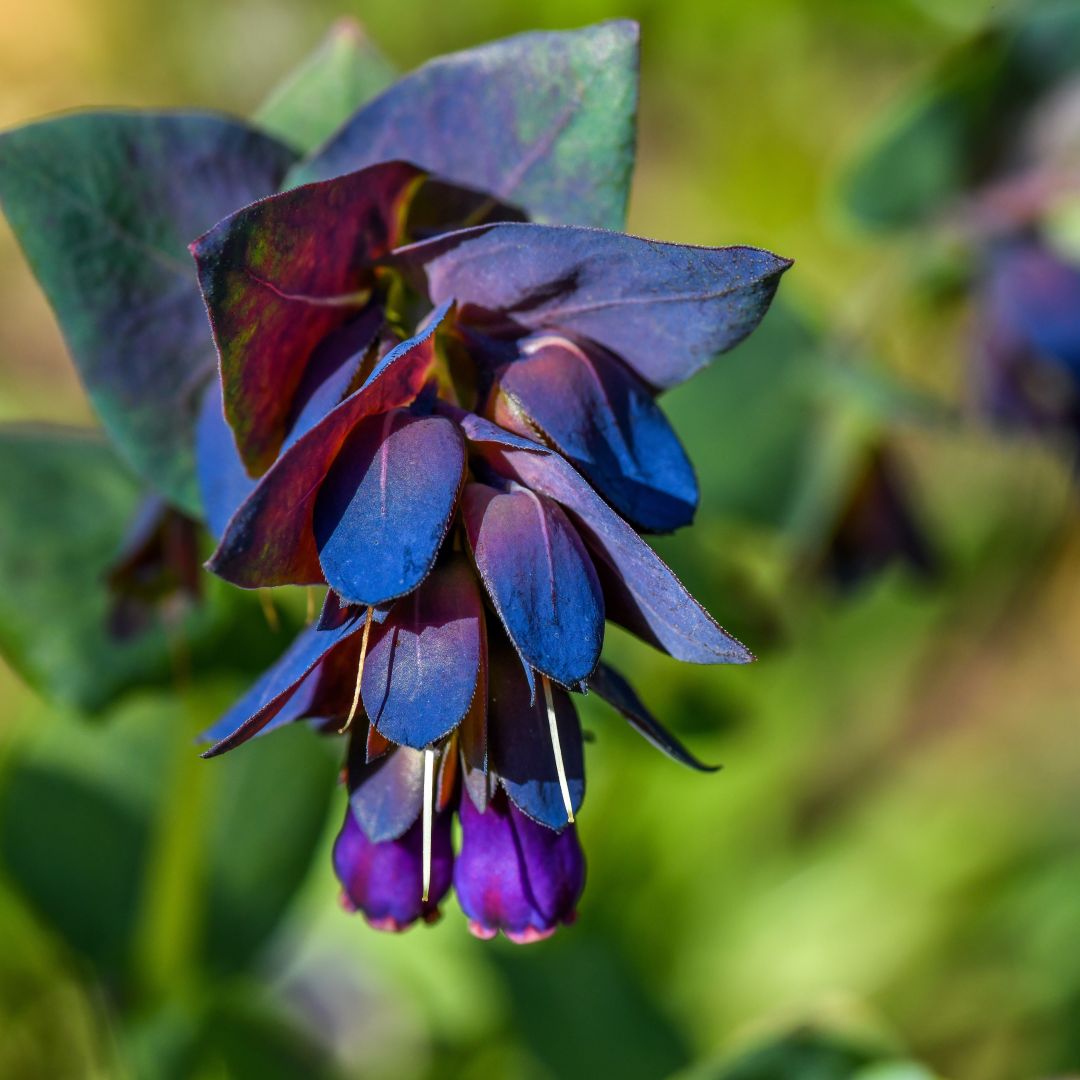 Blue Cerinthe flower seeds