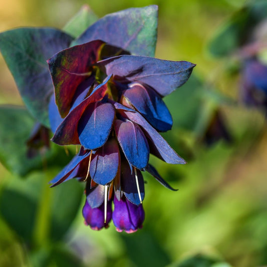 Blue Cerinthe flower seeds