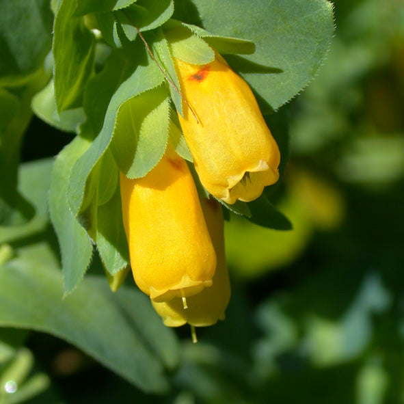 Yellow Cerinthe flower seeds