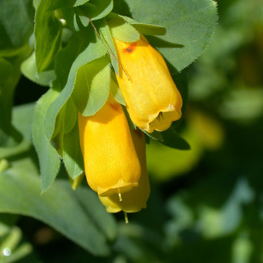 Yellow Cerinthe flower seeds