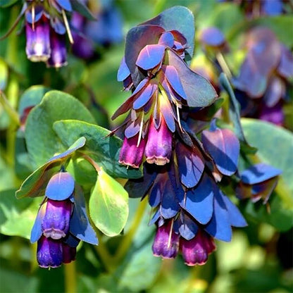 Blue Shrimp Cerinthe plant