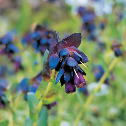 Blue Shrimp Cerinthe plant