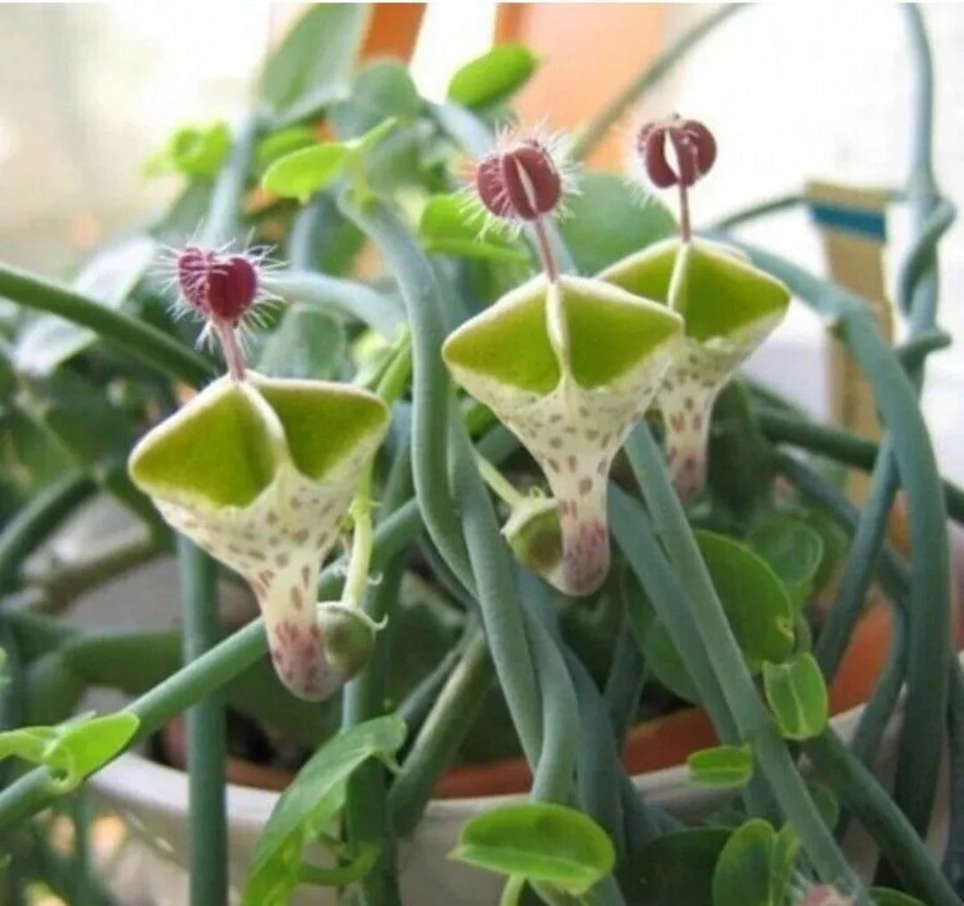 Ceropegia plant