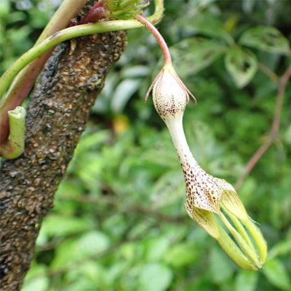 Ceropegia plant