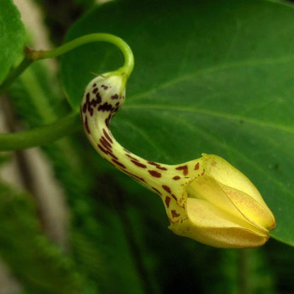 Ceropegia plant