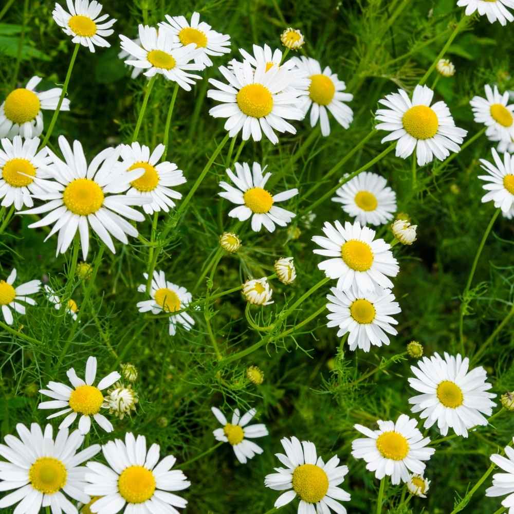 Chamomile flower seeds