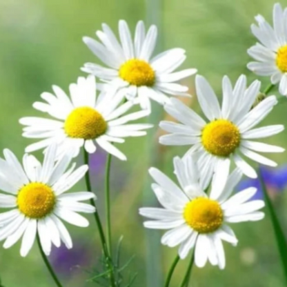 German Chamomile Chamomile plant