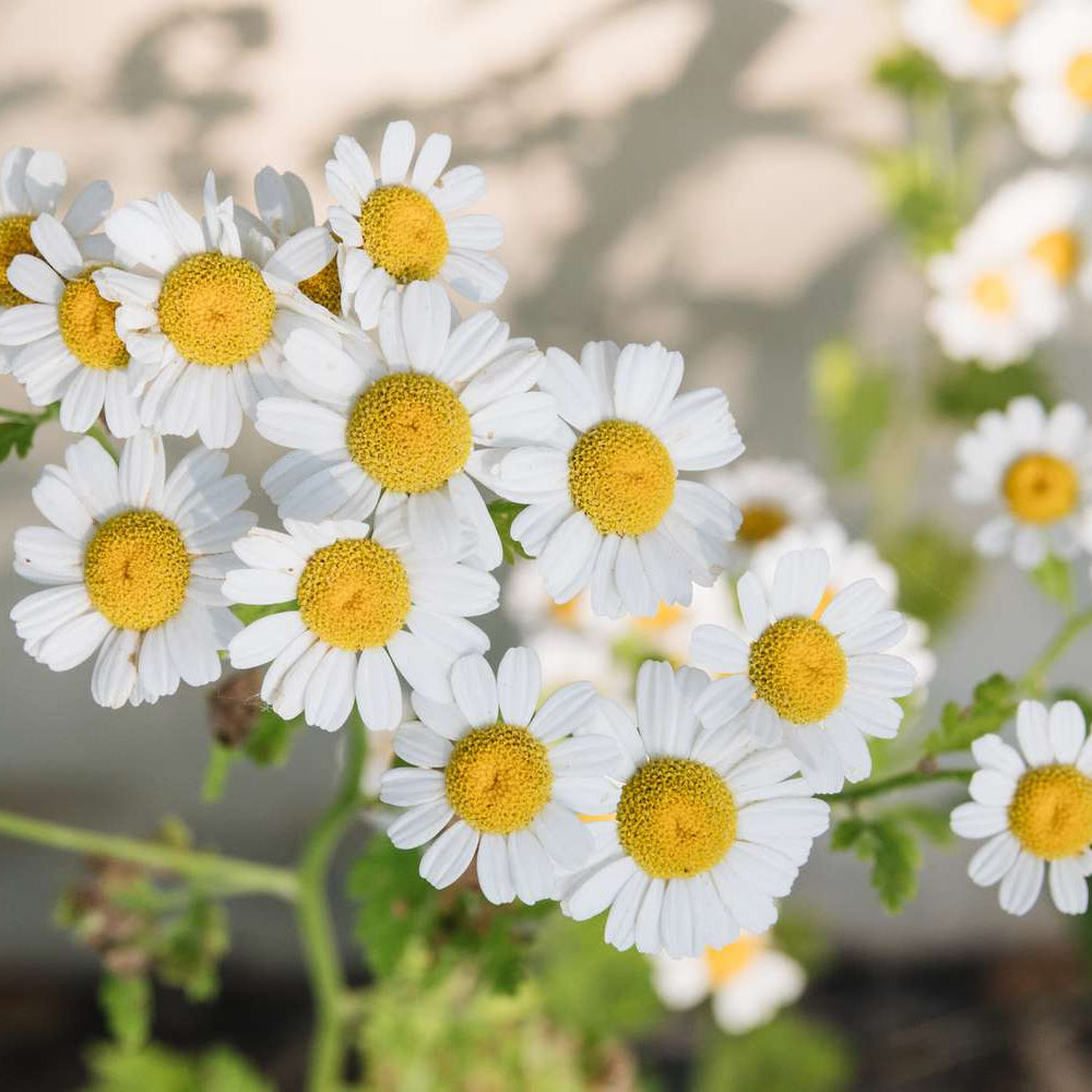 German Chamomile Chamomile plant