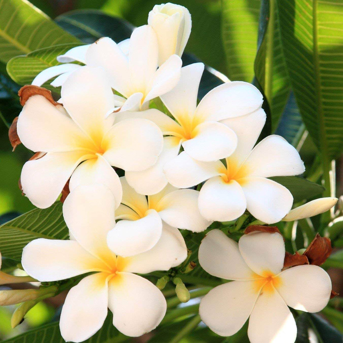 Champa Flower plant