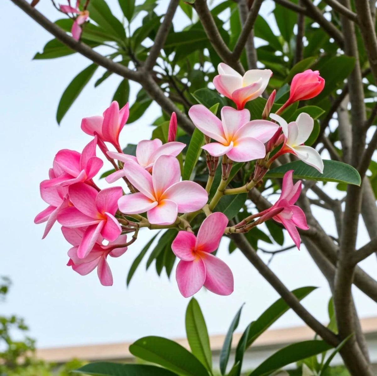 Champa Flower plant