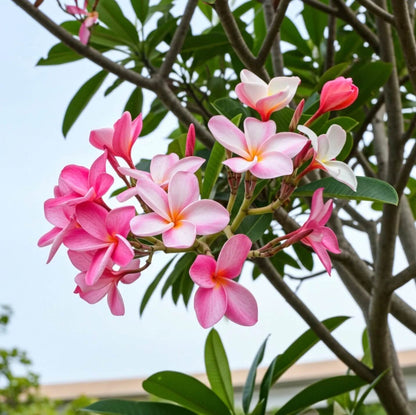 Champa Flower plant