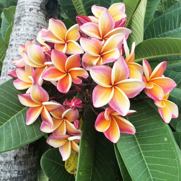 Champa Flower plant