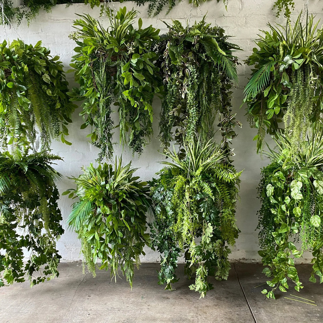 Green Chandelier flower seeds