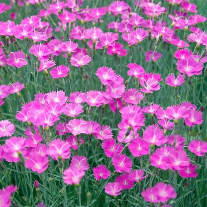 Cheddar Pink plant