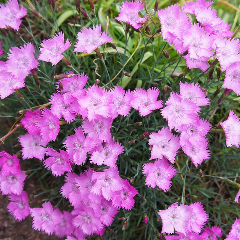 Cheddar Pink plant