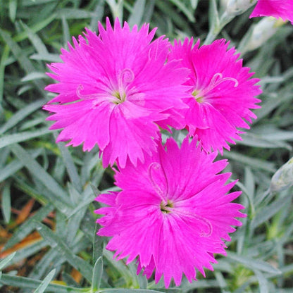 Cheddar Pink plant