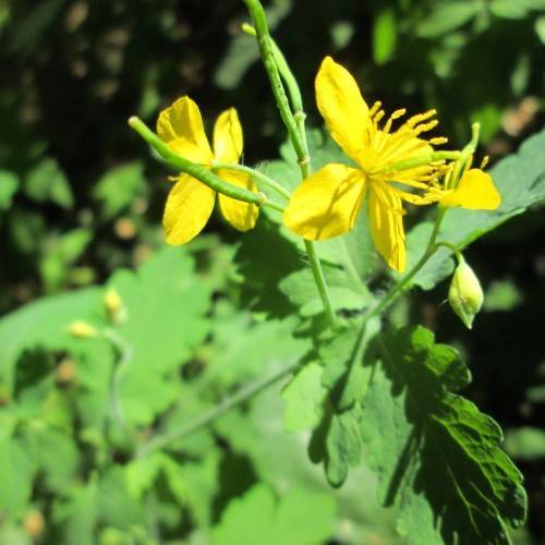 Yellow Chelidonium flower seeds