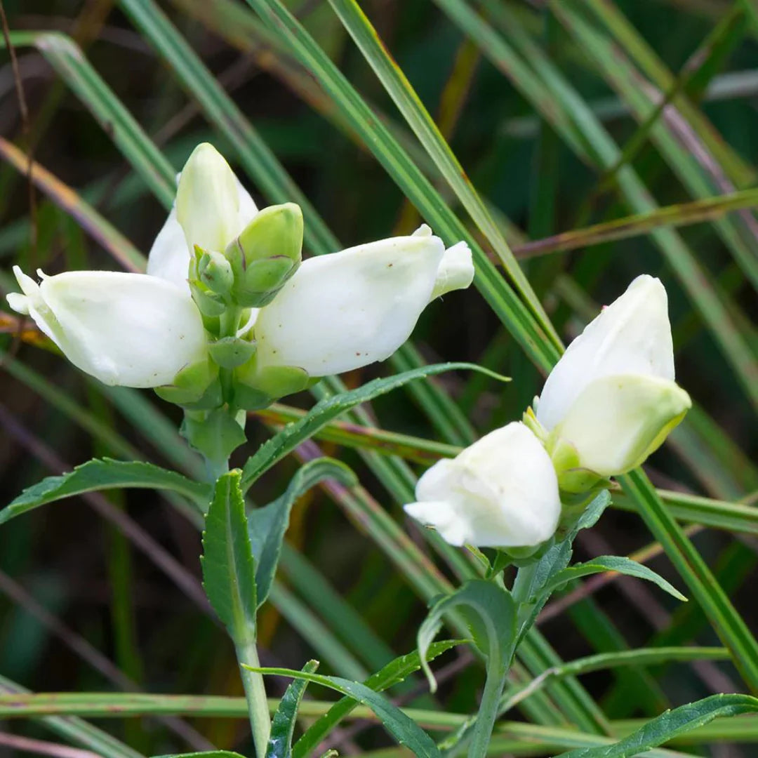 Chelone Glabra flower seeds