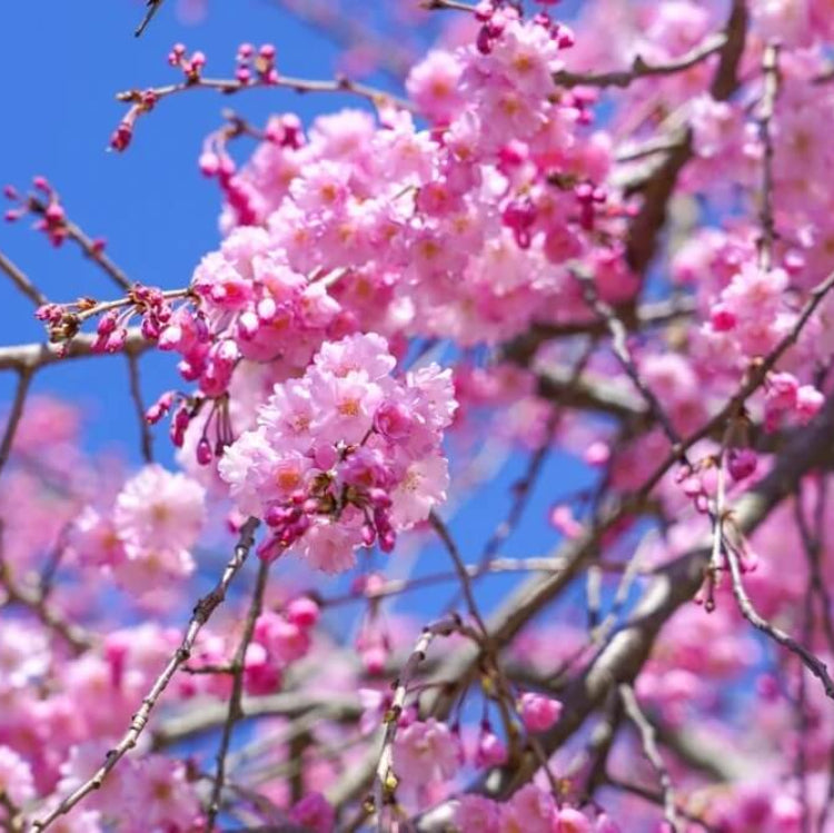Cherry plant