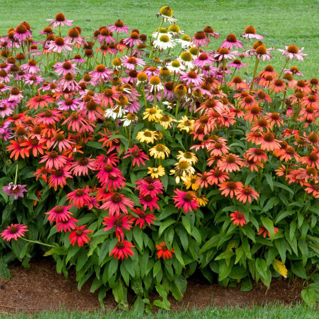 Spirit Mixed Echinacea plant
