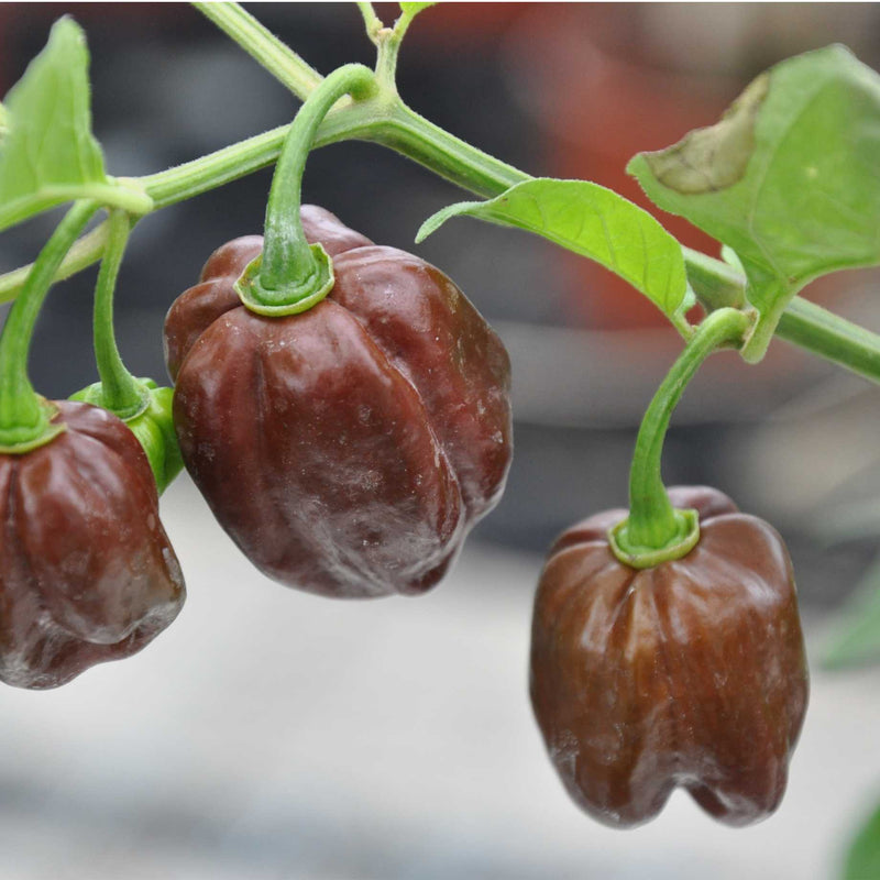 Chocolate Habanero Pepper Seeds for Planting – Heirloom Hot Pepper Seeds