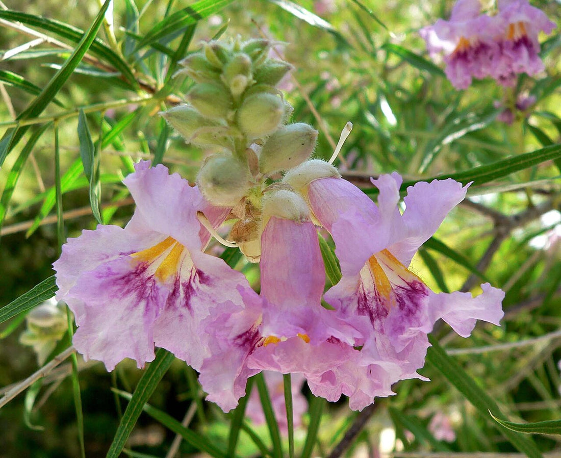 Chilopsis flower seeds