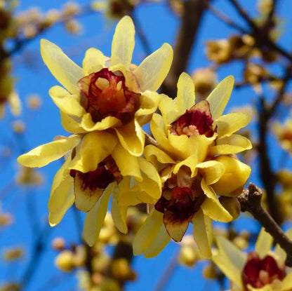 Yellow Chimonanthus flower seeds