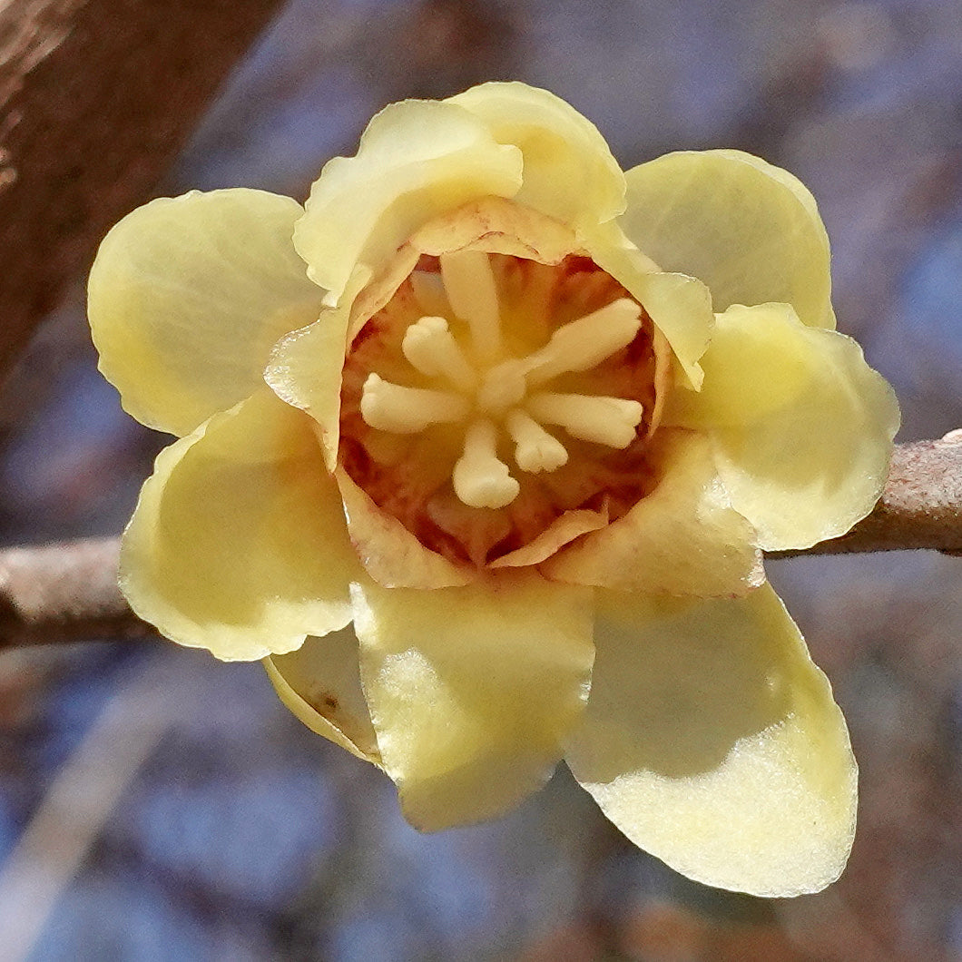 Chimonanthus flower seeds