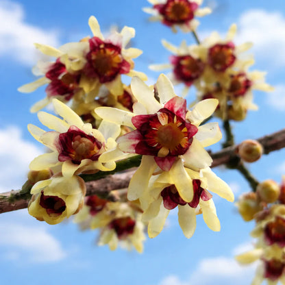 Chimonanthus Praecox flower seeds