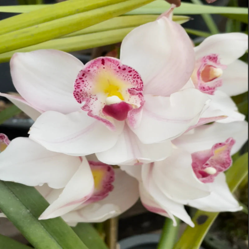 Purple and White Cymbidium Orchid Flower Seeds for Planting – Heirloom Non-GMO Garden Seeds