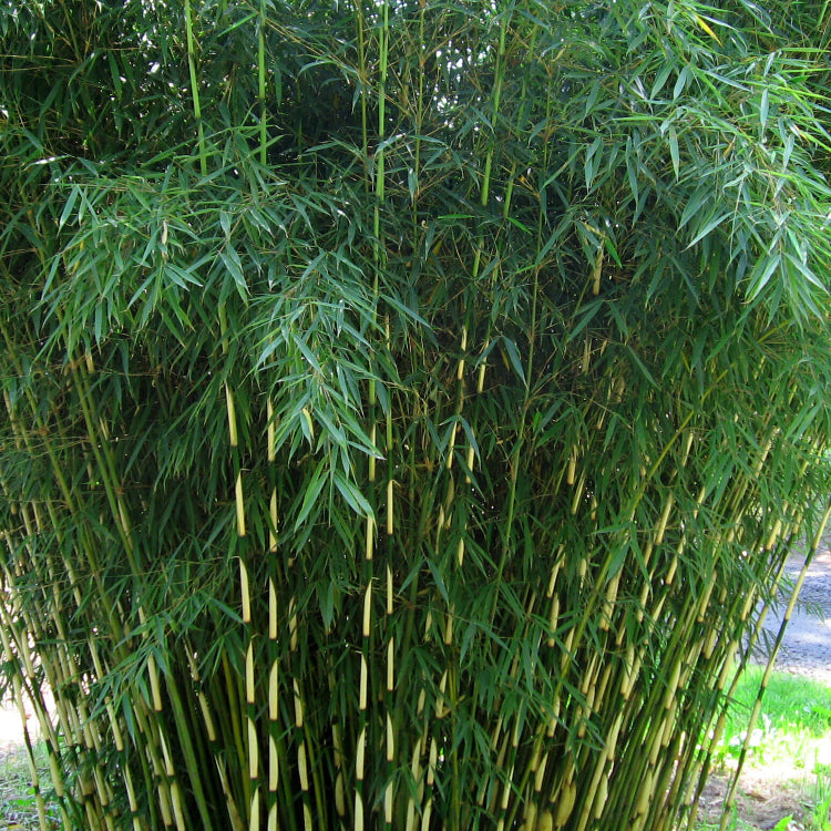 Chinese Clumping Bamboo plant