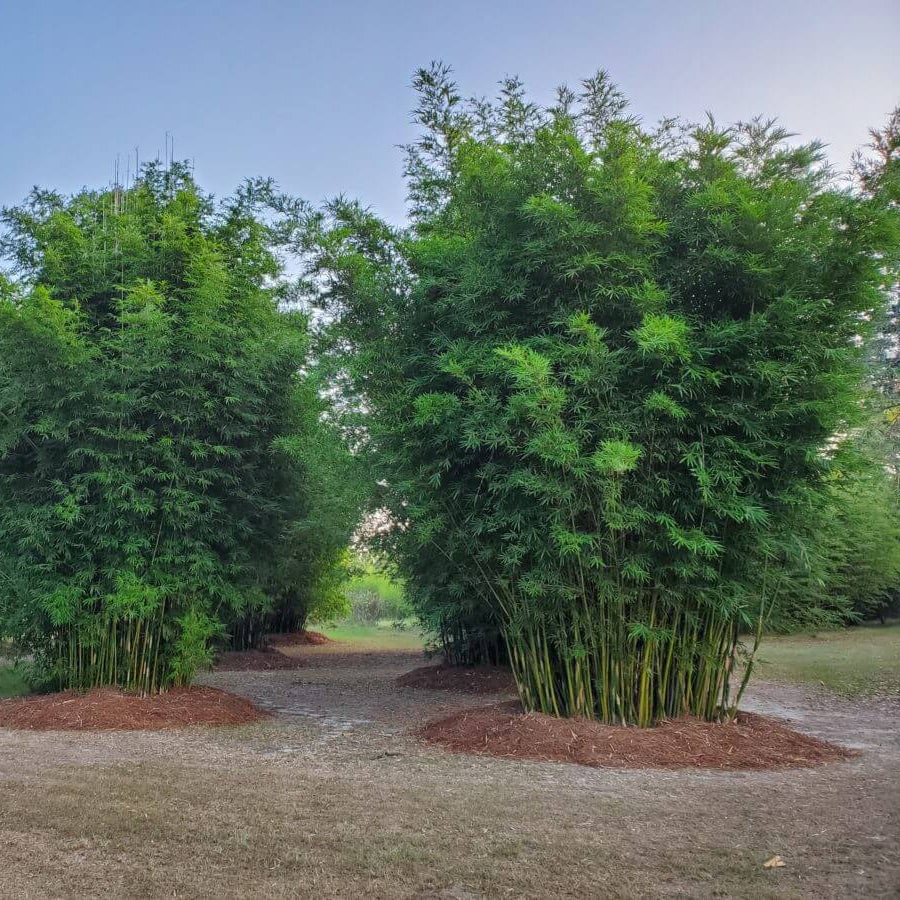 Chinese Clumping Bamboo plant