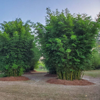 Chinese Clumping Bamboo plant
