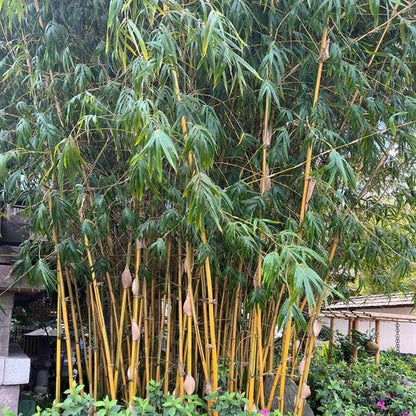 Chinese Clumping Bamboo plant