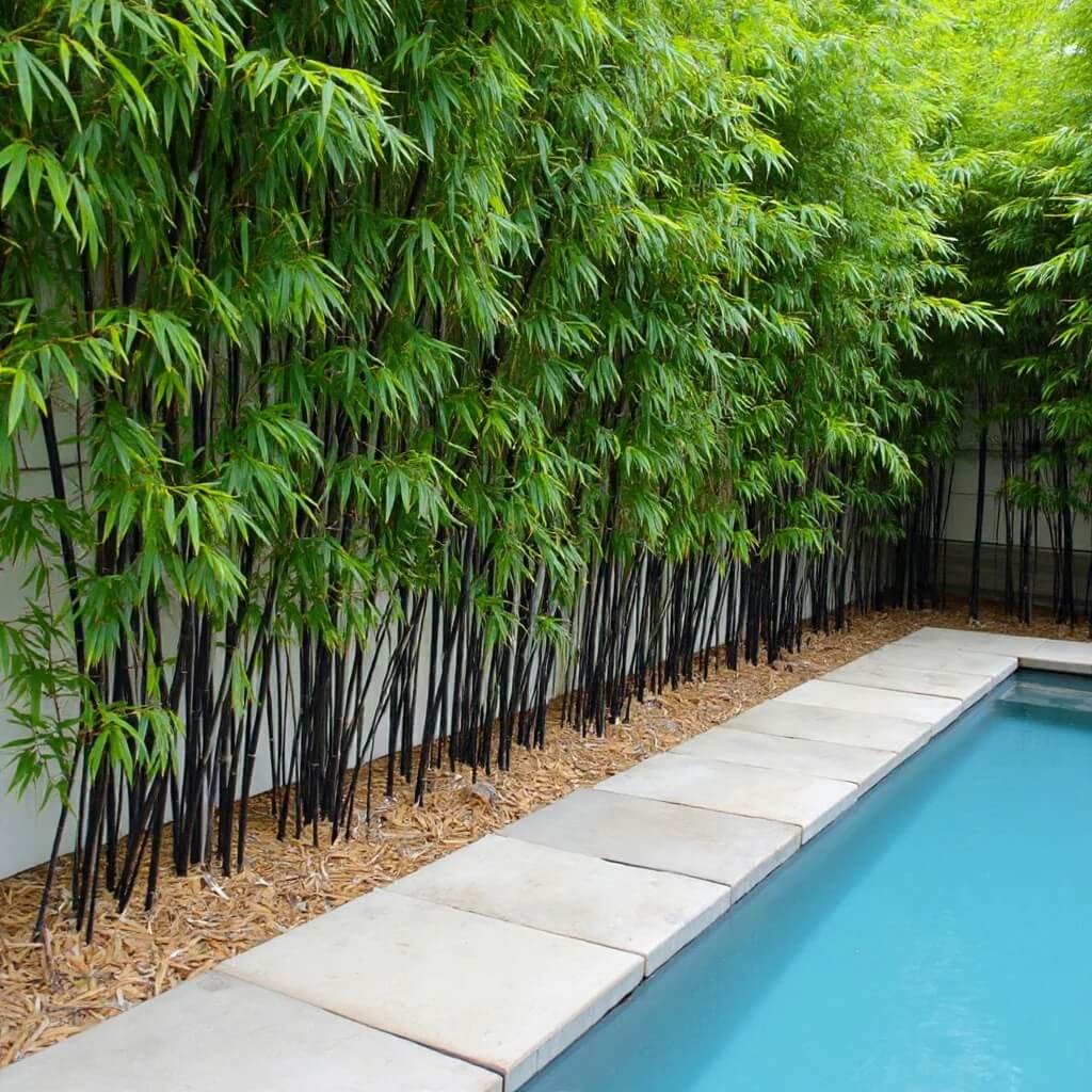 Chinese Clumping Bamboo plant