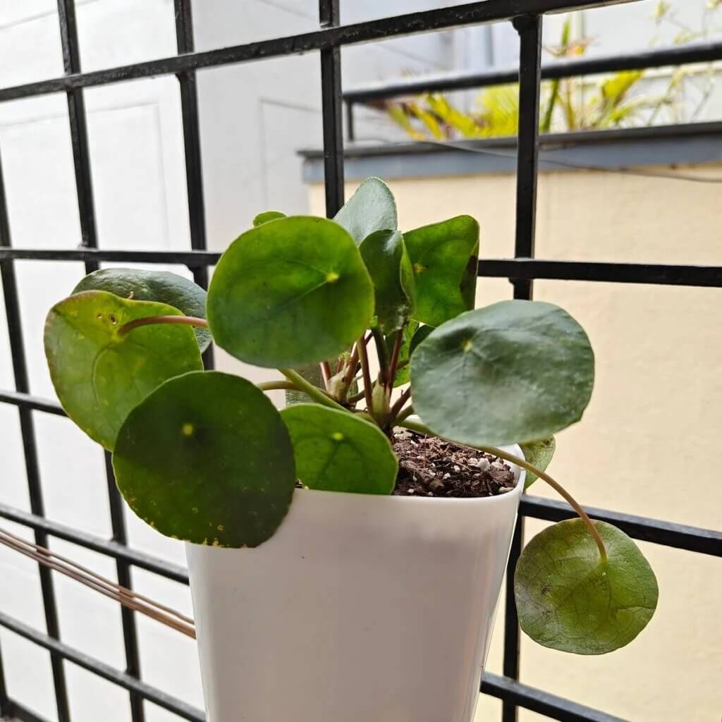 Chinese Money Plant