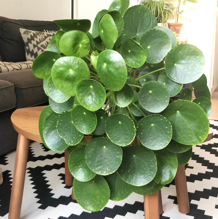 Chinese Money Plant
